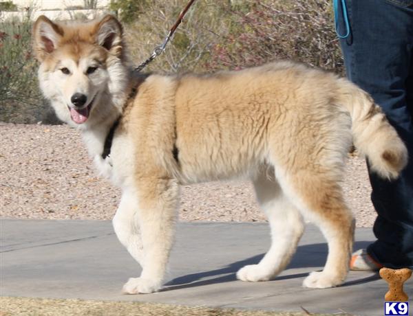 wolf dog puppy posted by azwolfdogs