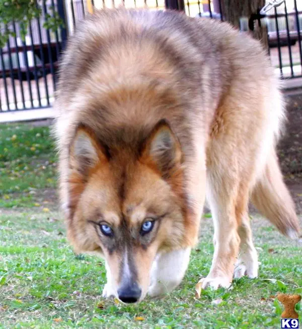 Wolf Dog puppy for sale