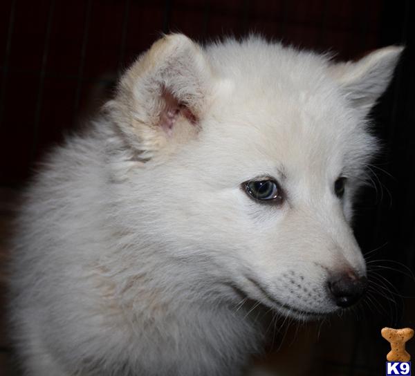 wolf dog puppy posted by azwolfdogs