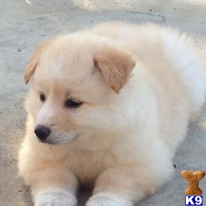 wolf dog puppy posted by azwolfdogs