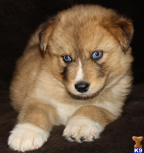 Pure wolf puppies for sale in arizona