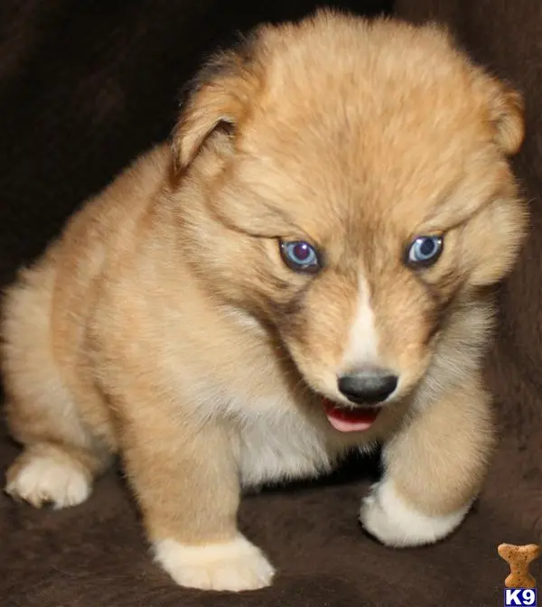 Wolf Dog puppy for sale