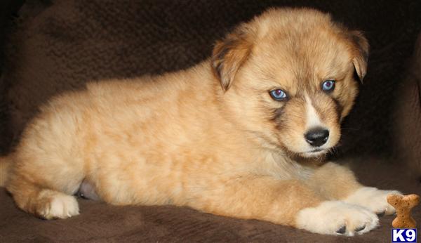 a wolf dog puppy lying on a couch