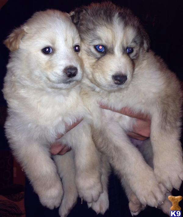 wolf dog puppy posted by azwolfdogs