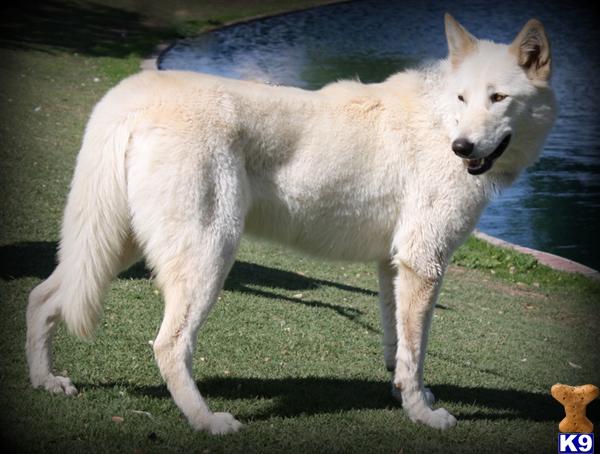 wolf dog puppy posted by azwolfdogs