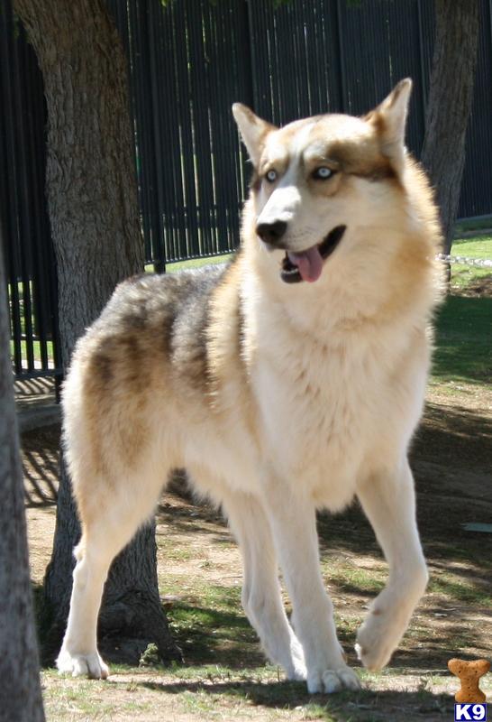 wolf dog puppy posted by azwolfdogs