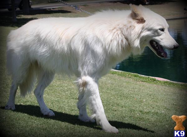 wolf dog puppy posted by azwolfdogs