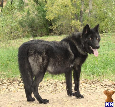 high content wolfdog puppies for sale wolf puppy posted by azwolfdogs high content wolfdog puppies for sale wolf puppy posted by azwolfdogs