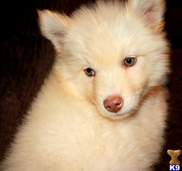 wolf dog puppy posted by azwolfdogs