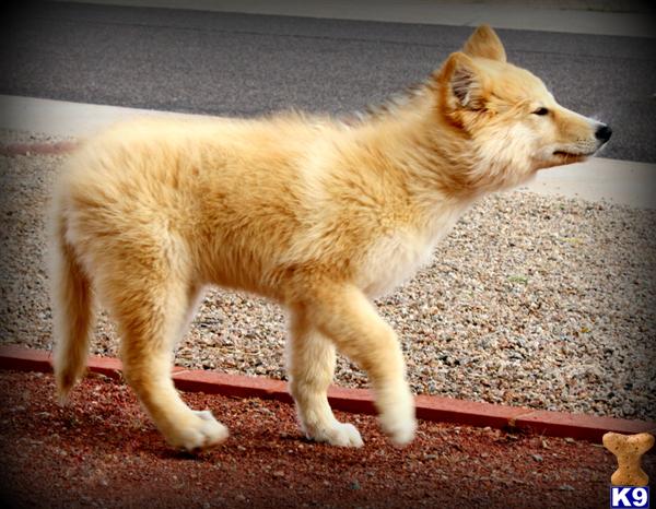 wolf dog puppy posted by azwolfdogs