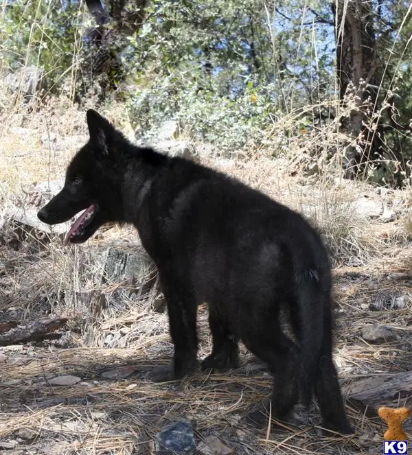 Wolf Dog puppy for sale