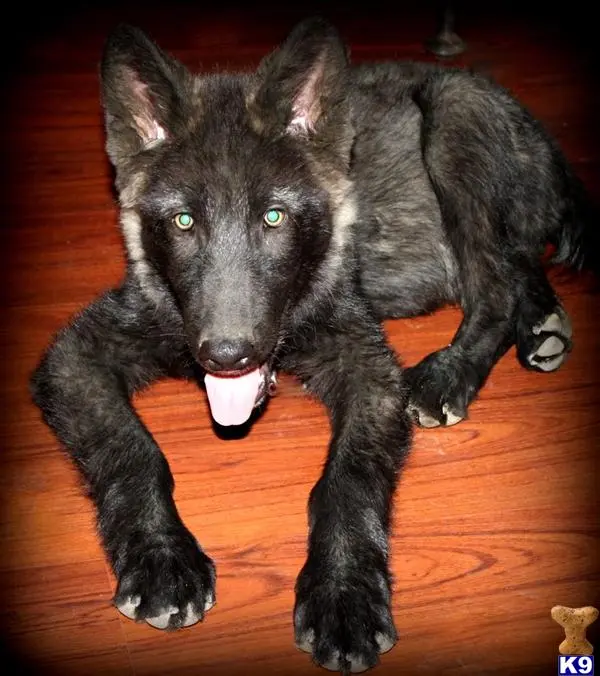 Wolf Dog puppy for sale