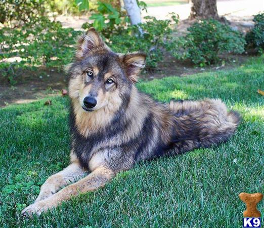 wolf dogs for sale