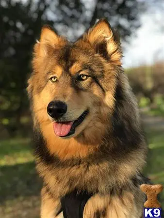 Wolf Dog Puppy for Sale: GIANT WOLAMUTE PUPS