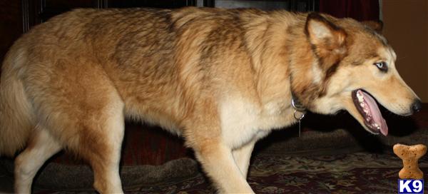 Wolf Dog puppy for sale