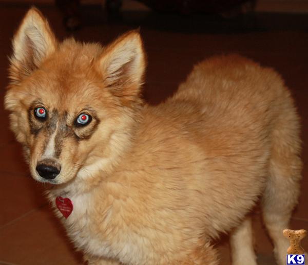 Wolf Dog puppy for sale