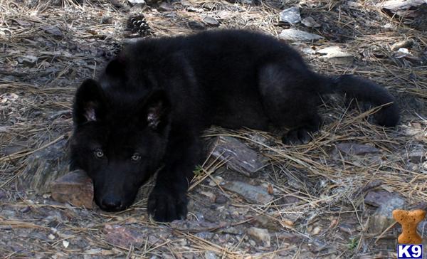 black wolf dog hybrid puppies