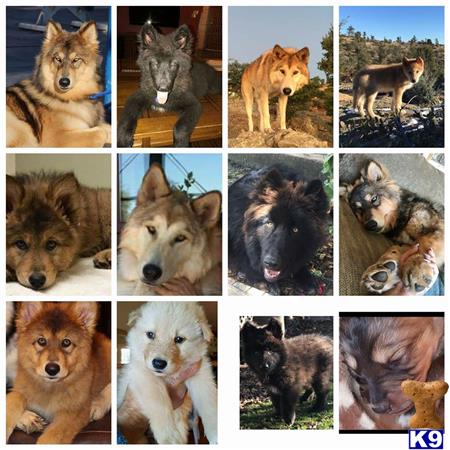 Wolf Dog puppy for sale