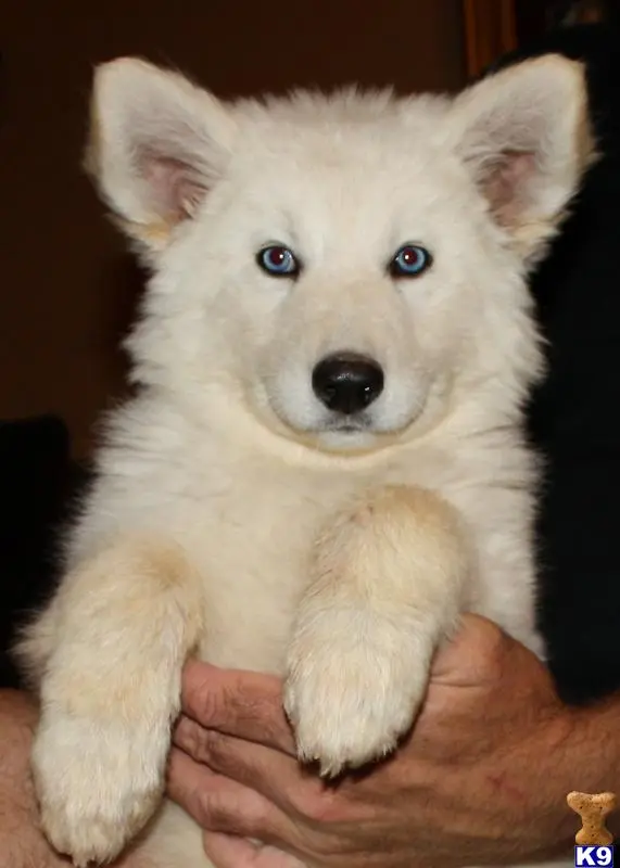 Wolf Dog puppy for sale