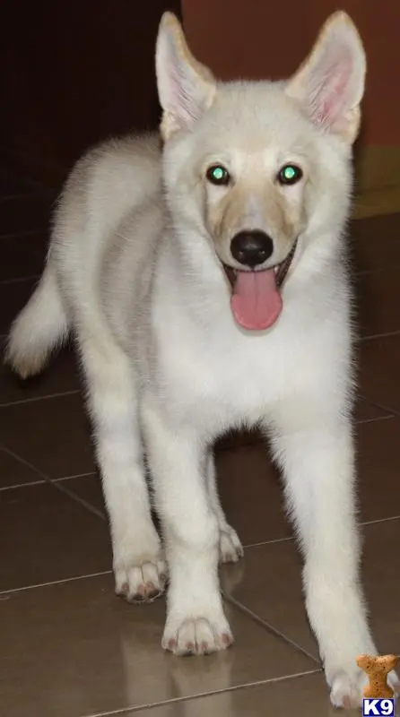 Wolf Dog puppy for sale