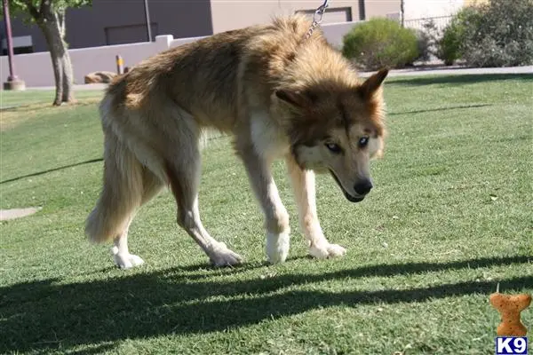 Wolf Dog puppy for sale