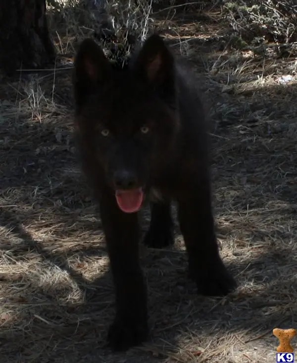 Wolf Dog puppy for sale