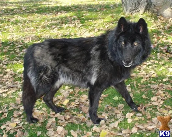 Wolf Dog puppy for sale