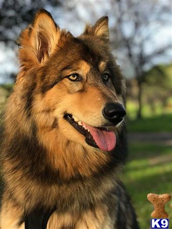 Wolf Dog puppy for sale