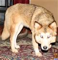 wolf dog puppy posted by azwolfdogs
