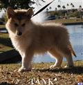 wolf dog puppy posted by azwolfdogs