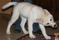 wolf dog puppy posted by azwolfdogs
