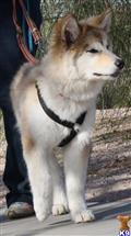 wolf dog puppy posted by azwolfdogs