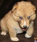 wolf dog puppy posted by azwolfdogs