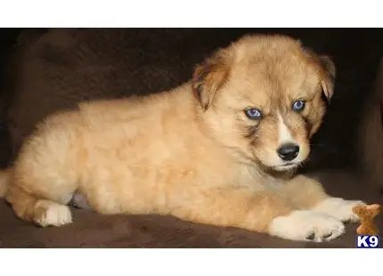 a wolf dog puppy lying on a couch