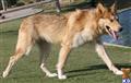 wolf dog puppy posted by azwolfdogs