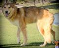 wolf dog puppy posted by azwolfdogs