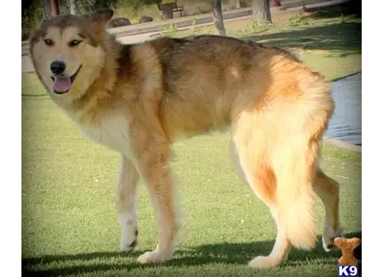 a wolf dog dog standing on grass
