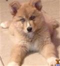 wolf dog puppy posted by azwolfdogs