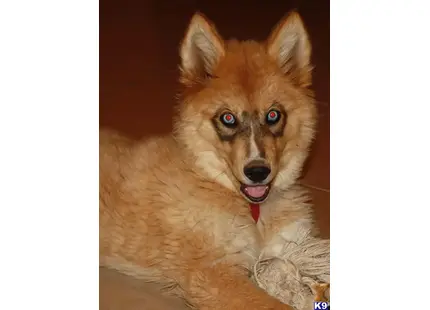 a wolf dog dog with blue eyes