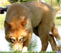 wolf dog puppy posted by azwolfdogs