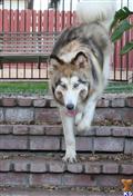 wolf dog puppy posted by azwolfdogs