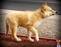 wolf dog puppy posted by azwolfdogs