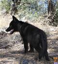 wolf dog puppy posted by azwolfdogs