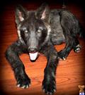 wolf dog puppy posted by azwolfdogs
