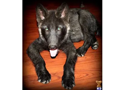 a black wolf dog dog lying on a wood floor