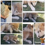 wolf dog puppy posted by azwolfdogs