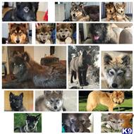 wolf dog puppy posted by azwolfdogs