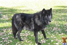 timberwolf shepherd mix