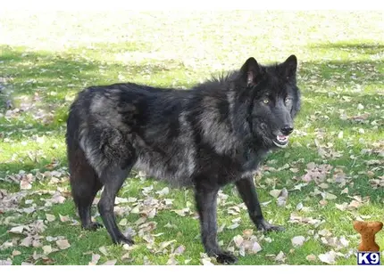 a black wolf dog dog standing on a rocky surface