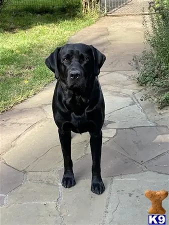 Labrador Retriever stud dog: a black labrador retriever dog on a sidewalk